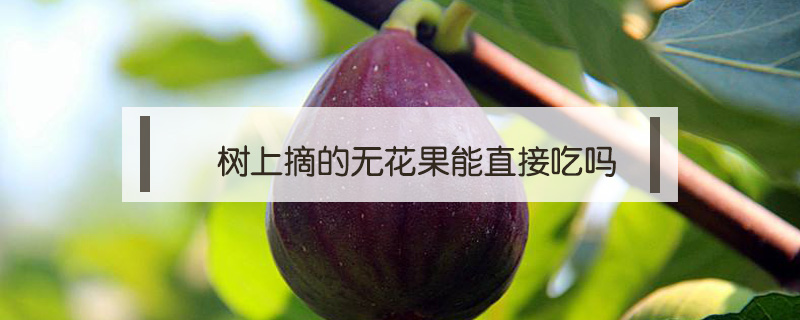 樹上摘的無花果能直接吃嗎