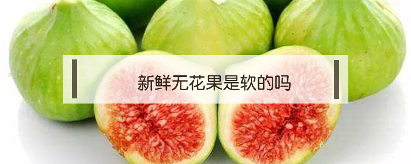 新鮮無花果是軟的嗎