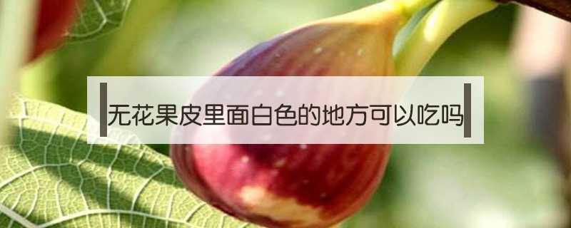 無花果皮里面白色的地方可以吃嗎