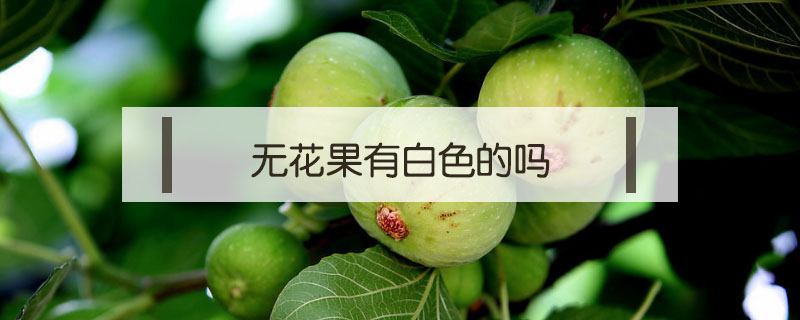 無(wú)花果有白色的嗎