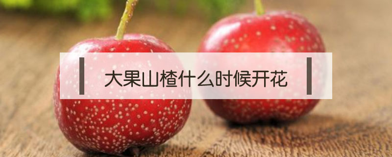 大果山楂什么時(shí)候開花
