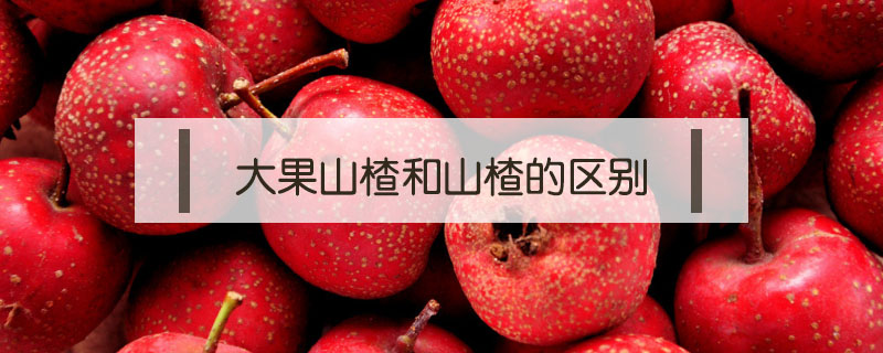 大果山楂和山楂的區(qū)別