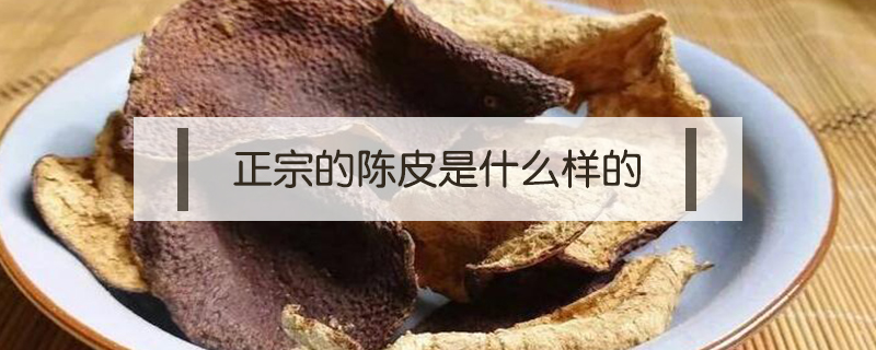 正宗的陳皮是什么樣的