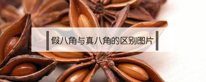 假八角與真八角的區別圖片