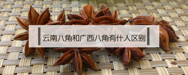 云南八角和廣西八角有什人區別