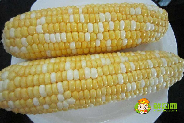 烤箱烤玉米可以不煮嗎，火烤玉米要多久