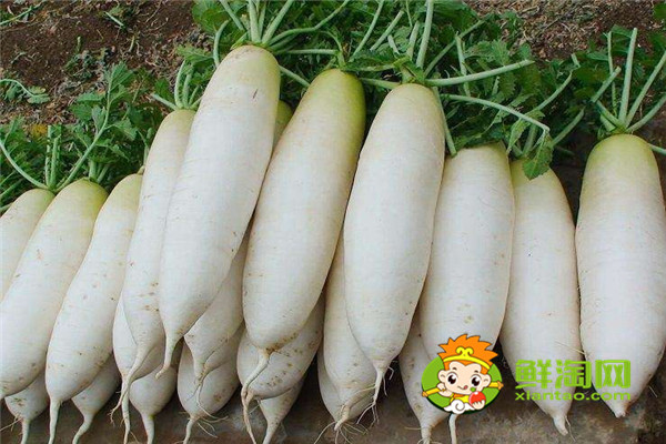 白蘿卜放地窖儲(chǔ)存好嗎,胡蘿卜可以放土里長(zhǎng)久保存嗎