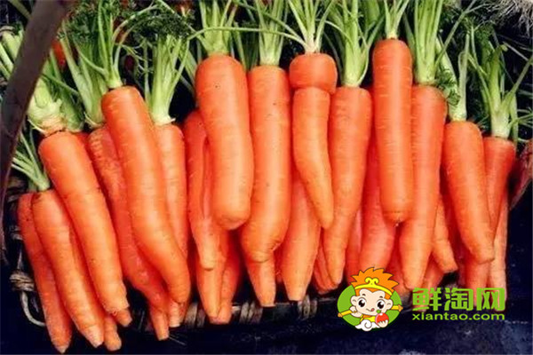 白蘿卜放地窖儲(chǔ)存好嗎,胡蘿卜可以放土里長(zhǎng)久保存嗎