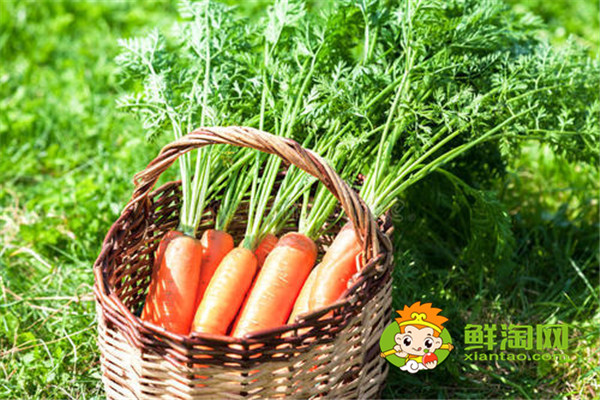 白蘿卜放地窖儲(chǔ)存好嗎，胡蘿卜可以放土里長(zhǎng)久保存嗎