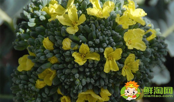 西蘭花開花了還能吃嗎，西蘭花怎么洗