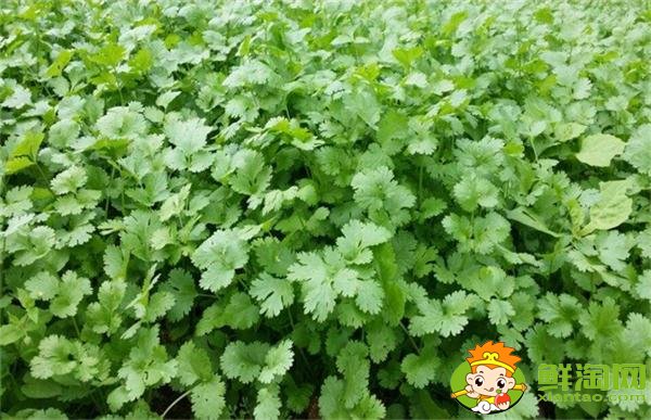 香菜什么時候種植最好，香菜種植方法和時間