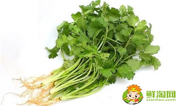 香菜怎么保存新鮮不爛，冬瓜木耳香菜湯可以減肥嗎