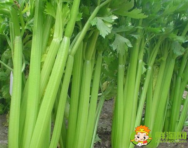 山東芹菜產地哪里有名，西芹哪里產的最好