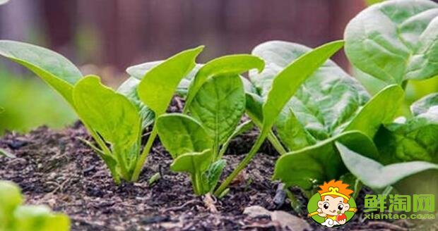 如何挑選菠菜，什么樣的菠菜好吃