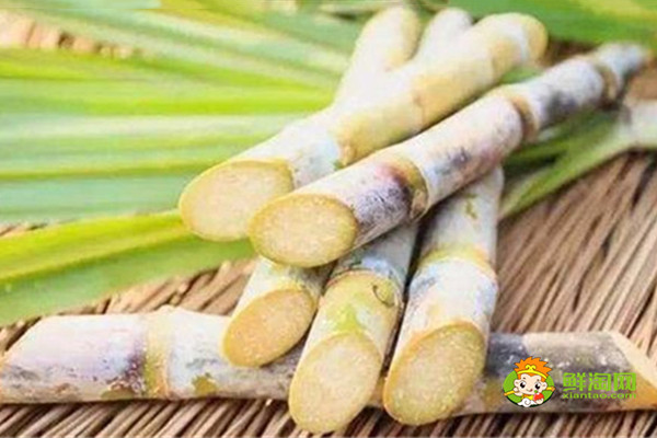 黑皮甘蔗和綠皮甘蔗功效有什么不同,黑皮性平綠皮性涼