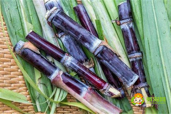 黑皮甘蔗吃了會胖嗎，不僅不會胖，適當(dāng)吃還可以減肥