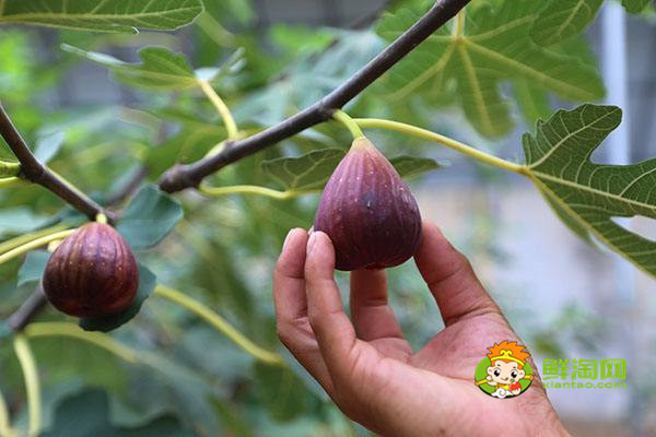 無花果在哪里生長，無花果生長與熱帶和溫帶地區