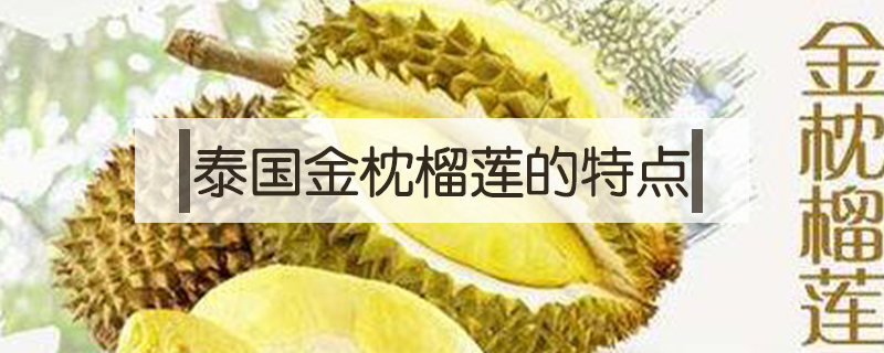 泰國(guó)金枕榴蓮的特點(diǎn)