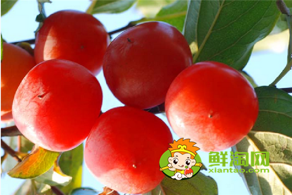柿子怎么催熟最簡(jiǎn)單的方法,怎么挑選柿子