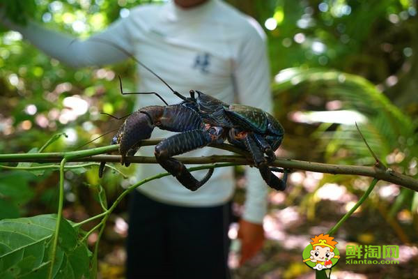 椰子蟹哪些部位不能吃,吃椰子蟹的注意事項(xiàng)