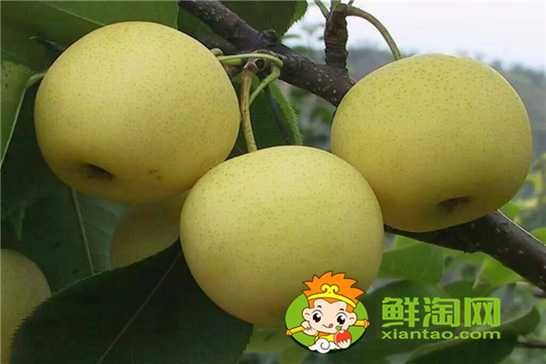 梨湯怎么保存,新鮮的梨子應該怎么保存