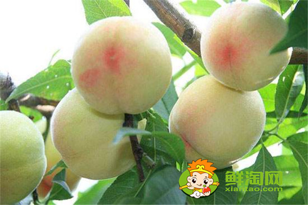 冬桃是哪里的特產(chǎn)，桃子應(yīng)該怎么保存