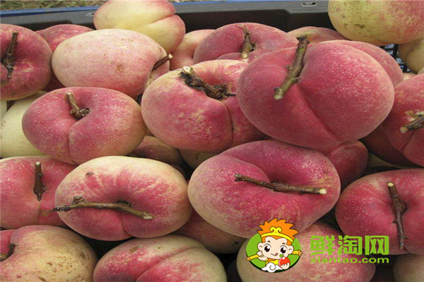 冬桃是哪里的特產(chǎn),桃子應(yīng)該怎么保存