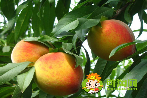 冬天有沒(méi)有桃子吃，冬桃品種哪個(gè)好