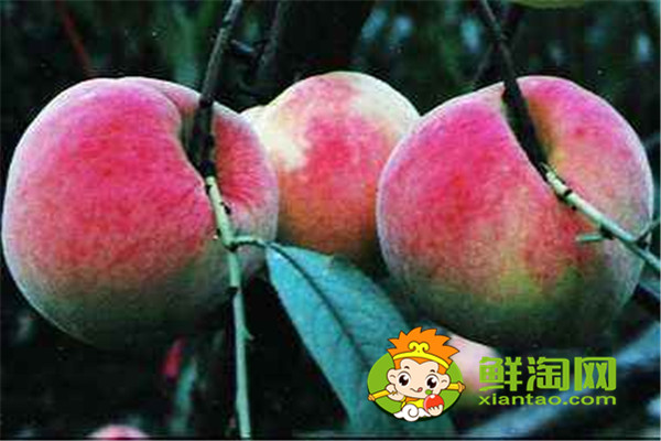 冬天有沒(méi)有桃子吃，冬桃品種哪個(gè)好