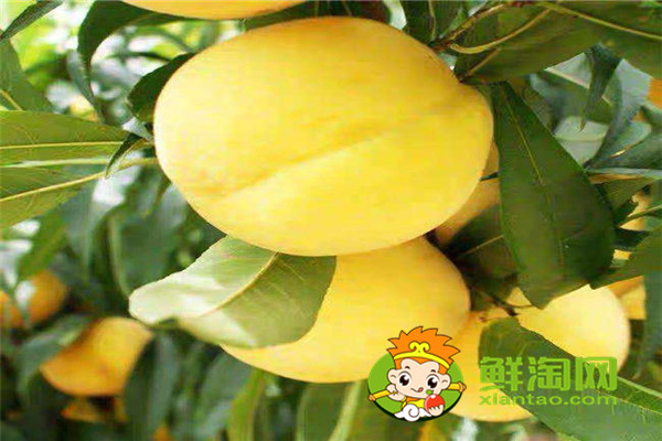 冬天有沒(méi)有桃子吃，冬桃品種哪個(gè)好