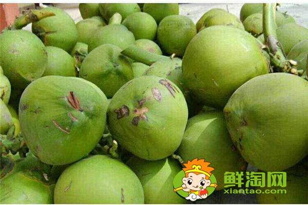 椰漿跟椰汁有什么不同，椰子什么時候成熟