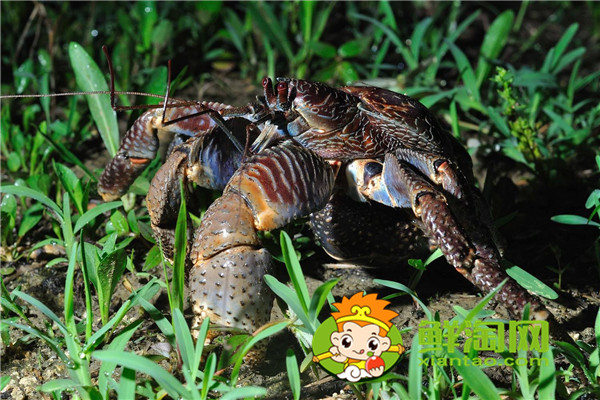 椰子蟹是保護(hù)動(dòng)物嗎，椰子蟹能被水淹死是真的嗎