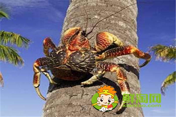 椰子蟹是保護(hù)動(dòng)物嗎，椰子蟹能被水淹死是真的嗎