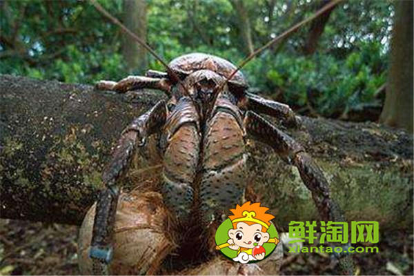 椰子蟹是保護(hù)動(dòng)物嗎，椰子蟹能被水淹死是真的嗎