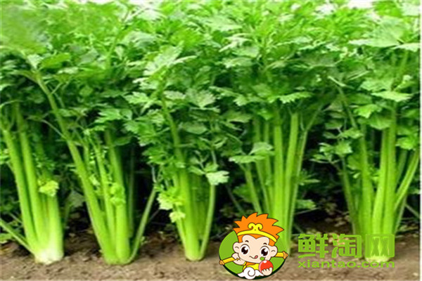 冬天種什么菜比較好，這五種蔬菜不在家中一些可惜了