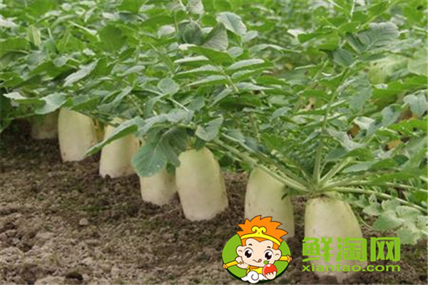 冬天種什么菜比較好，這五種蔬菜不在家中一些可惜了