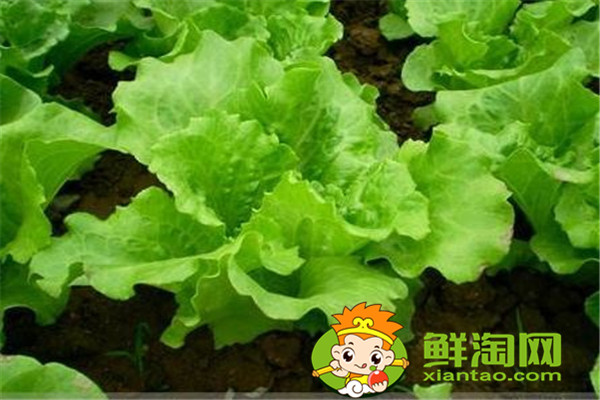 冬天種什么菜比較好，這五種蔬菜不在家中一些可惜了