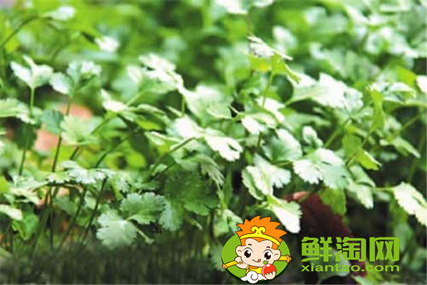 冬天種什么菜比較好，這五種蔬菜不在家中一些可惜了