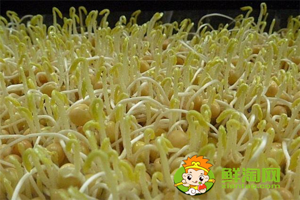 做豆?jié){黃豆必須泡嗎,在家怎么發(fā)黃豆芽