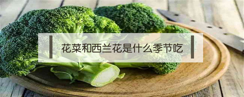 花菜和西蘭花是什么季節(jié)吃