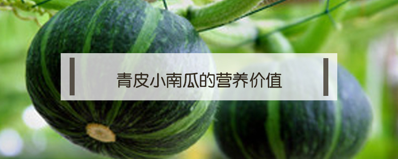 青皮小南瓜的營養價值