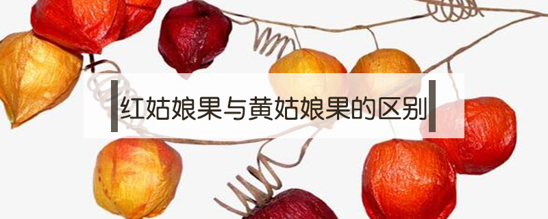 紅姑娘果與黃姑娘果的區別