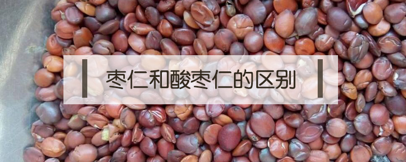 棗仁和酸棗仁的區別