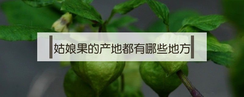 姑娘果的產地都有哪些地方