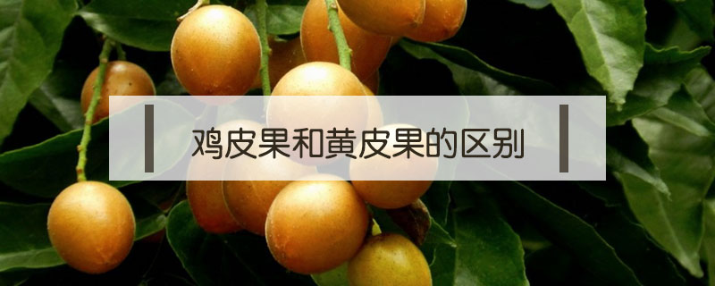 雞皮果和黃皮果的區(qū)別