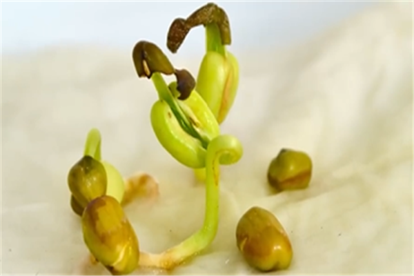 豆芽的生長(zhǎng)過(guò)程觀察日記