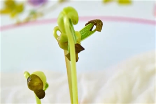豆芽的生長(zhǎng)過(guò)程觀察日記