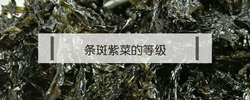 條斑紫菜的等級(jí)