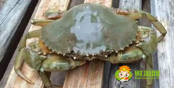 青蟹什么時候最肥美，浙江三門青蟹什么時候最肥美