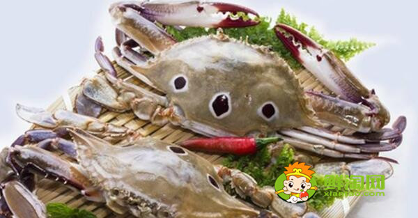 青蟹什么時候最肥美，浙江三門青蟹什么時候最肥美
